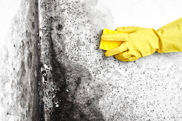 Best Real Estate Mold Inspection  in Malta, IL