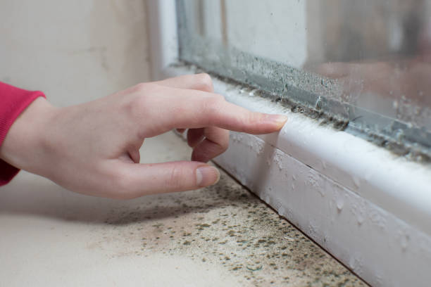 Best Attic Mold Removal  in Malta, IL